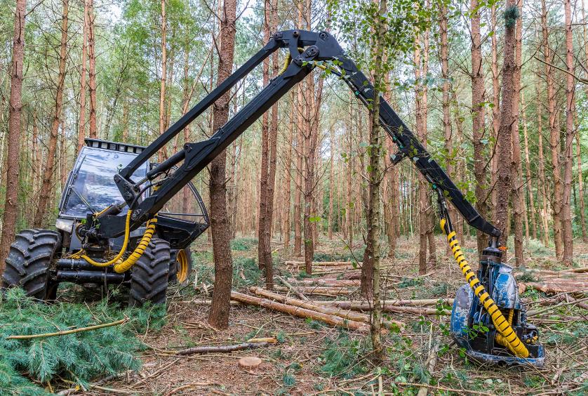 Forestry machine performing selective logging in a dense pine forest for wildfire prevention.