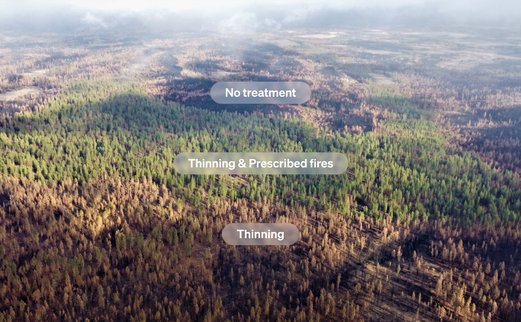 Aerial view of a forest showing sections with no treatment, thinning, and thinning with prescribed fires, highlighting the different impacts of fuel management.